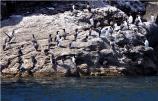 Seabirds
